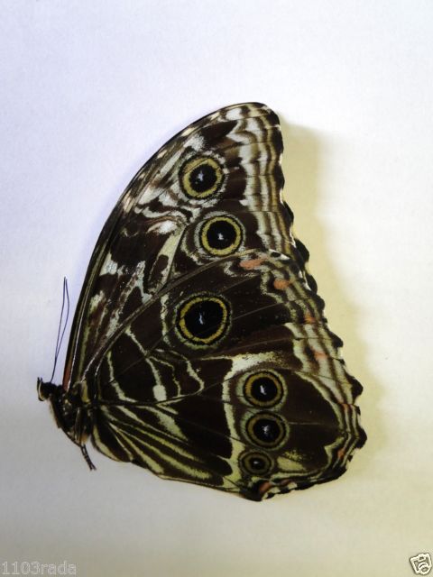 Morpho deidamia (verso, unmounted, mosaic gynandromorph) 4 (Internet Image property of respective owner, non-commercial use only)